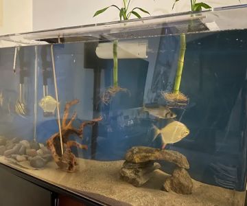 Interior Ocean Designs / Aquarium Tropical Fish Store