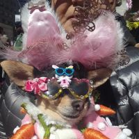 Doggie Designz ico