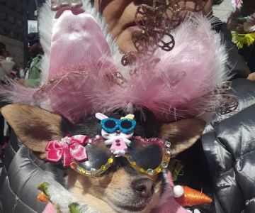 Doggie Designz