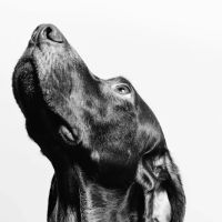 Paws and Tail ico