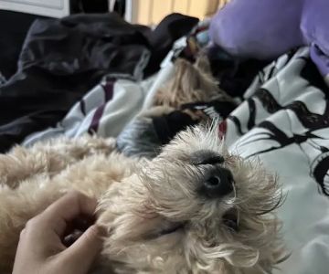 Select A Puppy, Inc.