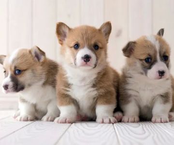The Pet Shoppe