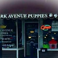 Bark Avenue Puppies ico