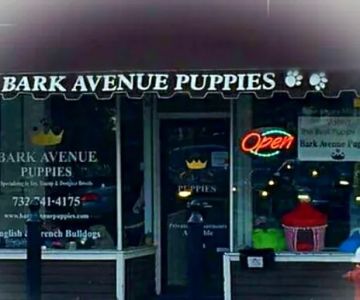 Bark Avenue Puppies