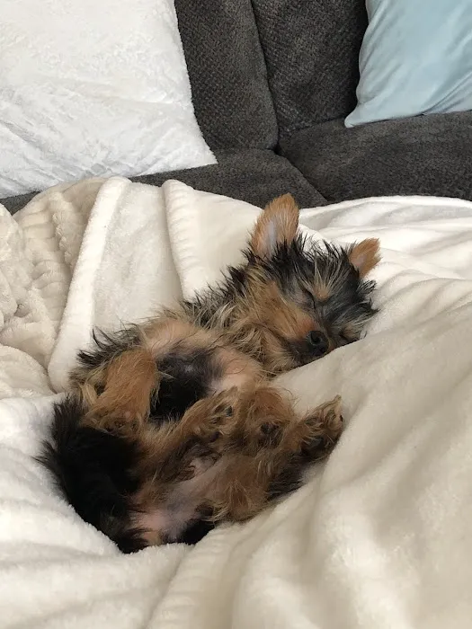 Bark Avenue Puppies 3