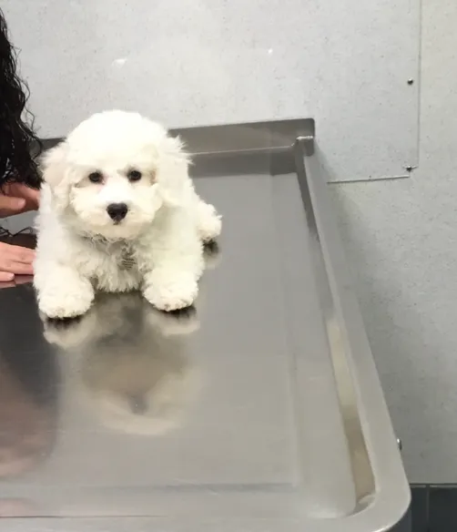 Bark Avenue Puppies 4