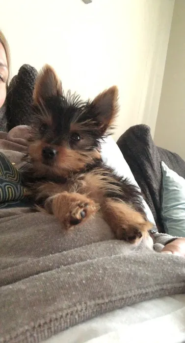 Bark Avenue Puppies 6
