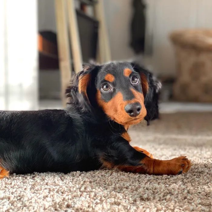 Bark Avenue Puppies 7