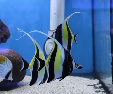 Ocean Gallery