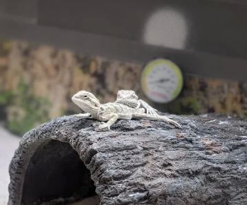 Petco