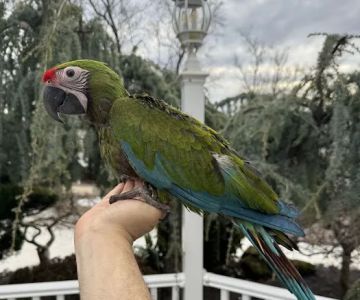 BirdsByUs