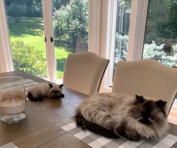 KHLOE’S KITTENS - Persian kittens for sale, Himalayan kittens for sale, Exotic kittens for sale