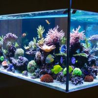 Imperial Aquatics ico