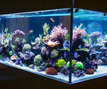 Imperial Aquatics
