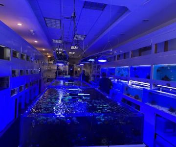 Advanced Marine Aquatics