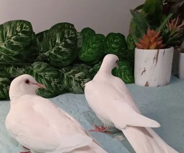 DovesWorld.com