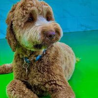 Pet Story NY ico