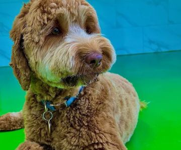 Pet Story NY