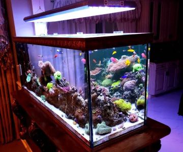 Pristine Marine Aquariums