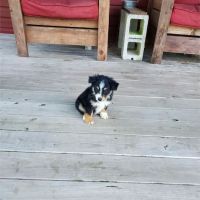 Best Puppies For Sale ico