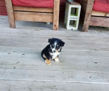 Best Puppies For Sale