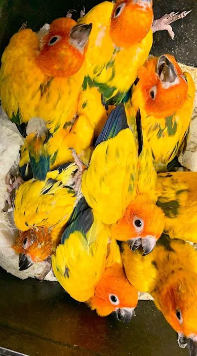 Birds By Joe 2