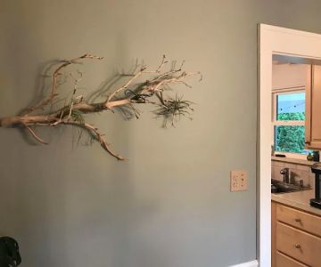 Mr Aquarium & Driftwood