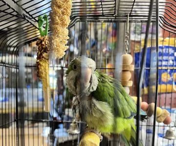 Mike Pet Center LLC