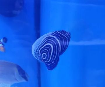 Sea Level Aquarium