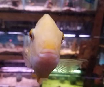 Ely's Tropical Fish