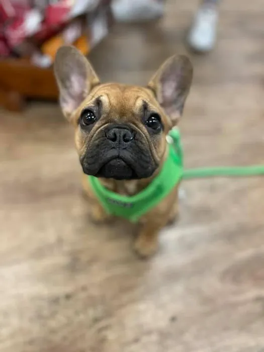 Well Bred - The Healthy Pet Marketplace 4