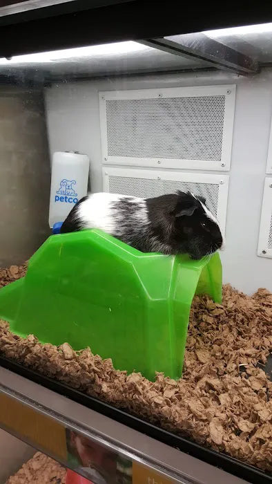 Petco 3