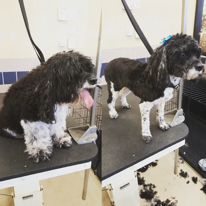 Petco 7