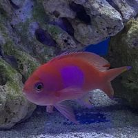 Aqua Reef Aquatics Inc ico