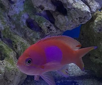 Aqua Reef Aquatics Inc
