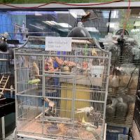 Parrots of the World ico