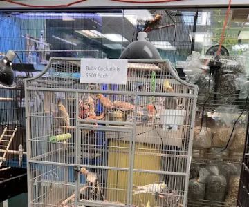 Parrots of the World