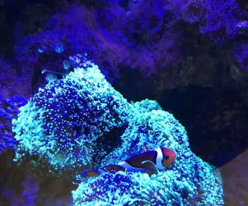Clearwater Aquarium Services