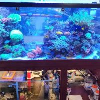 Dynamic Tank Design ico