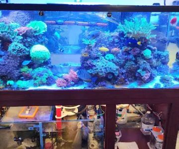 Dynamic Tank Design