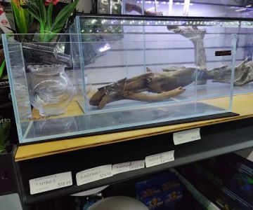 Tropical Showcase