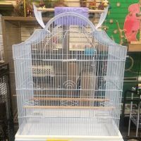 Morning Glory Birds ico
