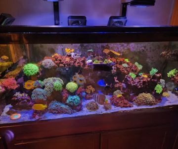 Ultimate Corals