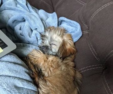 Puppy Palace
