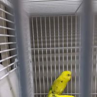 Pets Place II ico