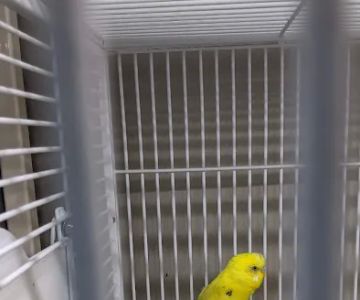 Pets Place II