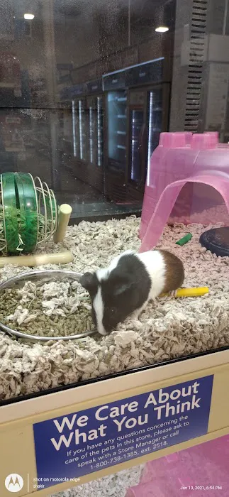 Petco 10