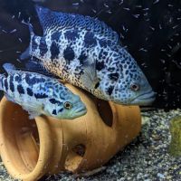 Rockland Aquarium ico