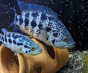Rockland Aquarium