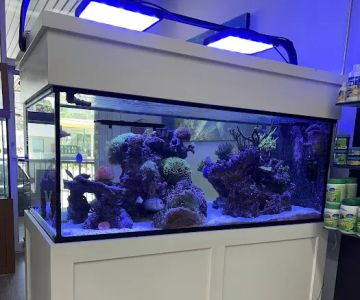 Jawz Aquarium